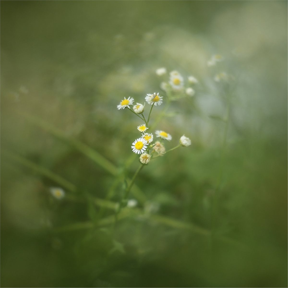 belong 77/82mm Center-Exposed  - Photography Close Up review and price